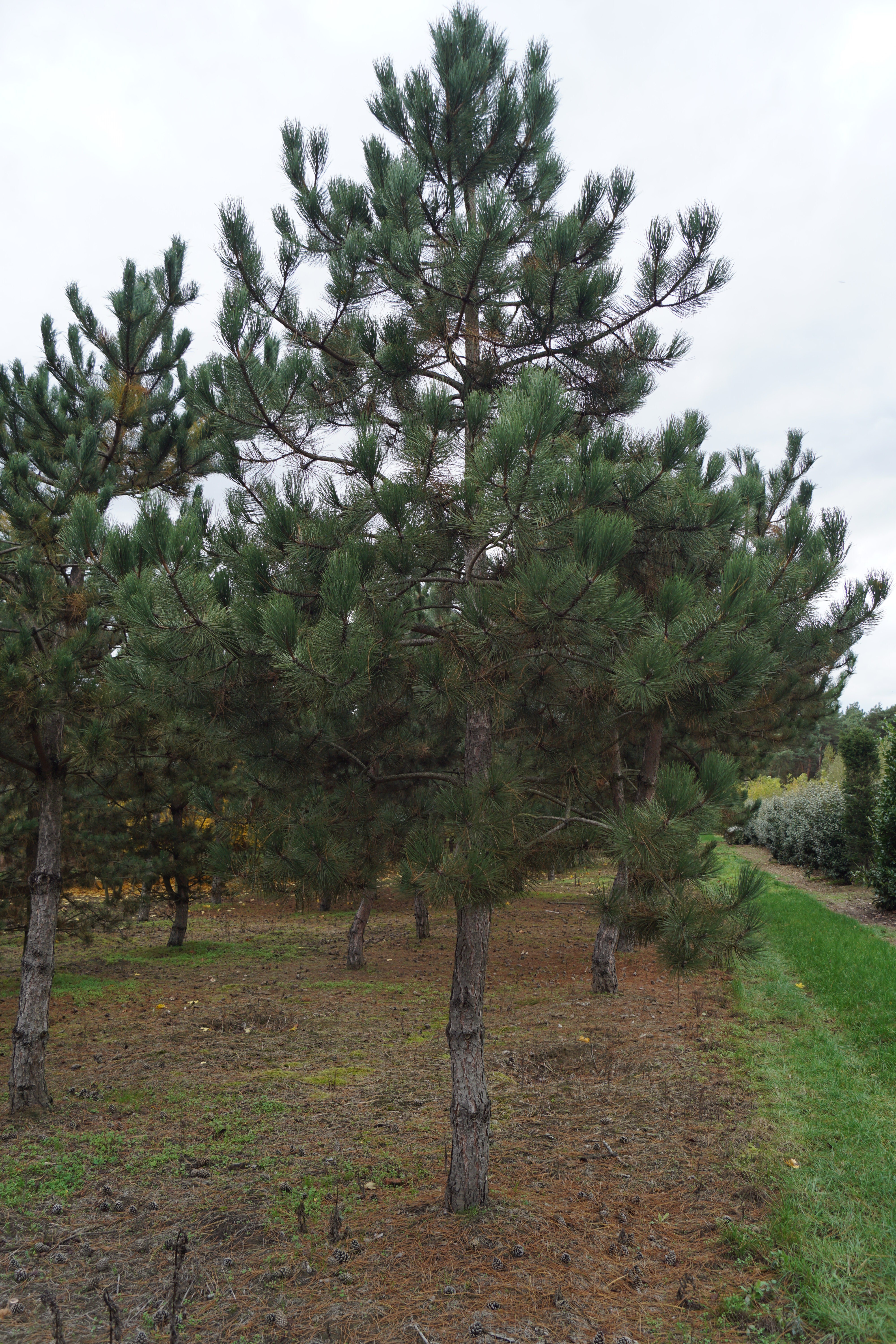 Pinus nigra nigra (3)